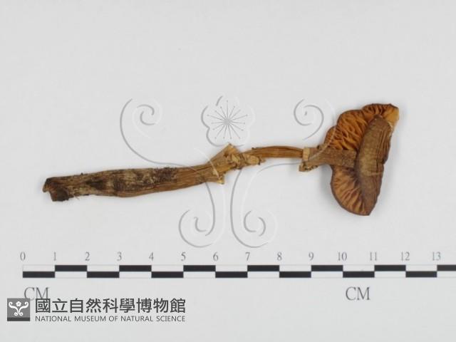 登錄號:F0013048藏品圖，第1張