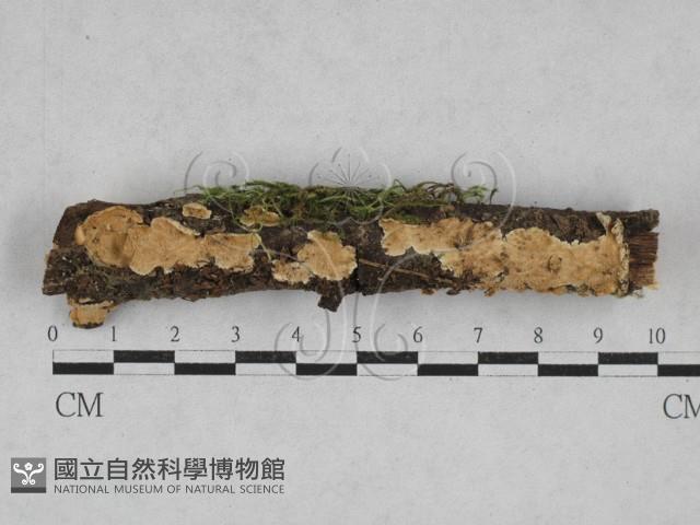 齒耳菌屬藏品圖，第1張