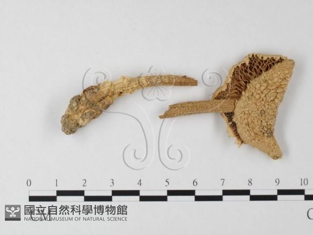 登錄號:F0008348藏品圖，第1張