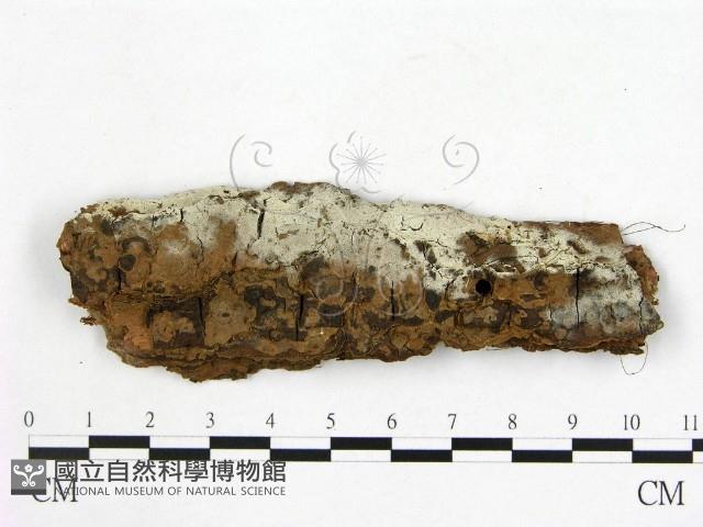 登錄號:F0020348藏品圖，第1張