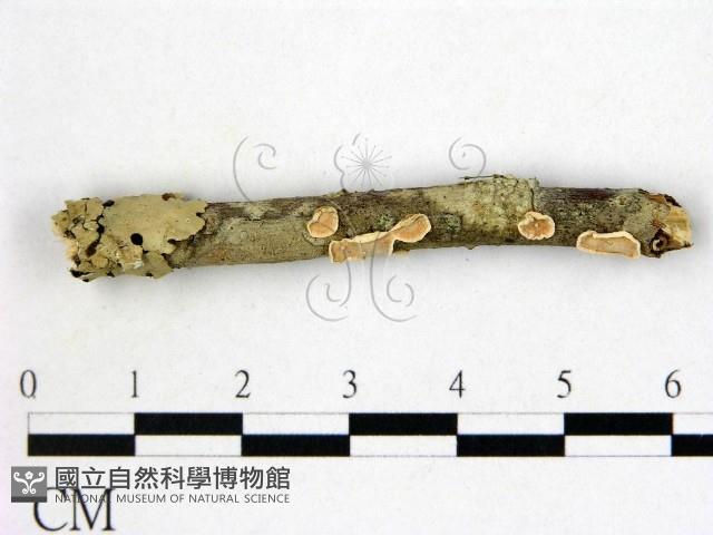 登錄號:F0000348藏品圖，第1張