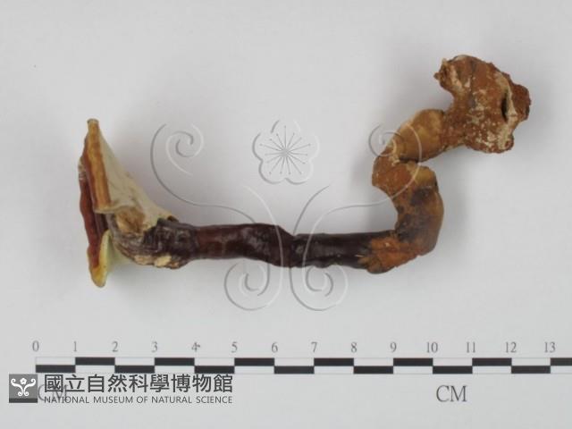 登錄號:F0021348藏品圖，第1張