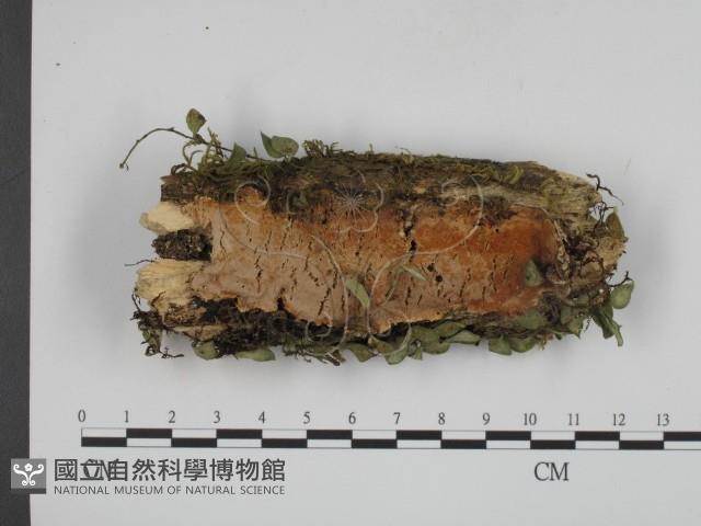 登錄號:F0001348藏品圖，第1張