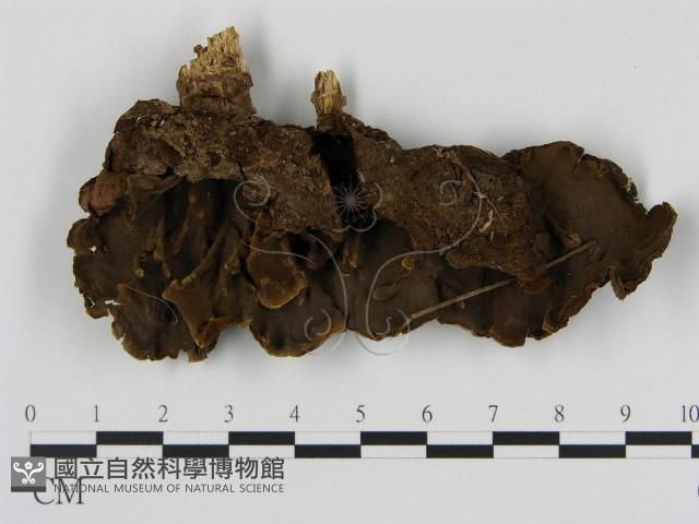 刺革菌屬藏品圖，第1張