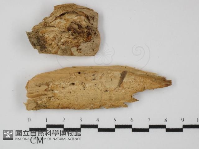 登錄號:F0031348藏品圖，第1張