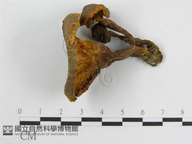 登錄號:F0004348藏品圖，第1張