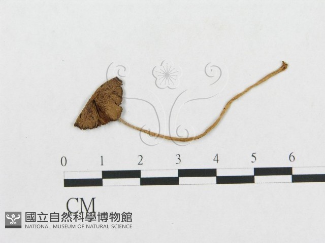 登錄號:F0014348藏品圖，第1張