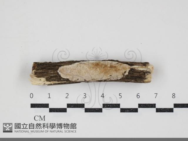 登錄號:F0034348藏品圖，第1張