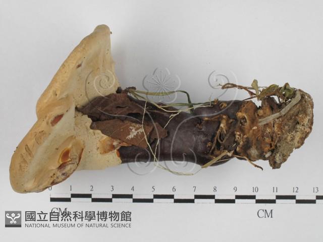 登錄號:F0027348藏品圖，第1張