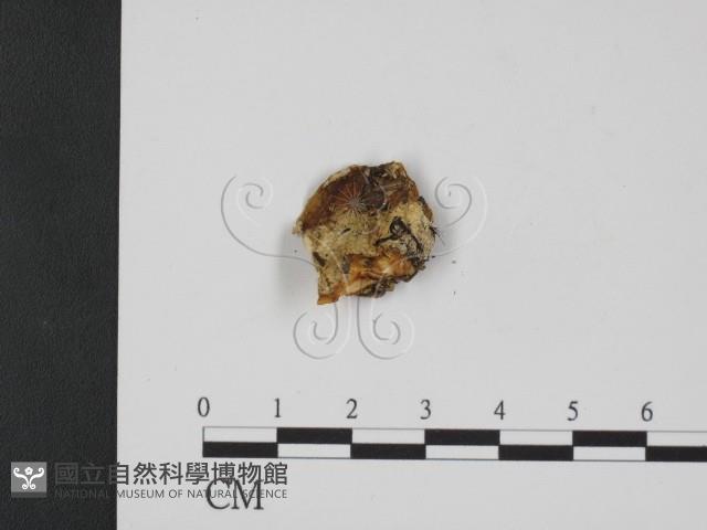 登錄號:F0007348藏品圖，第1張