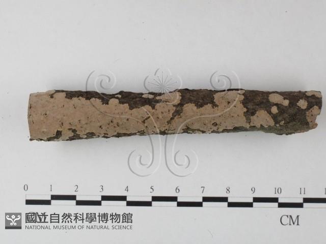 登錄號:F0025348藏品圖，第1張