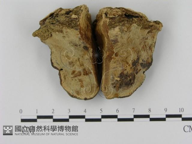 登錄號:F0005348藏品圖，第1張