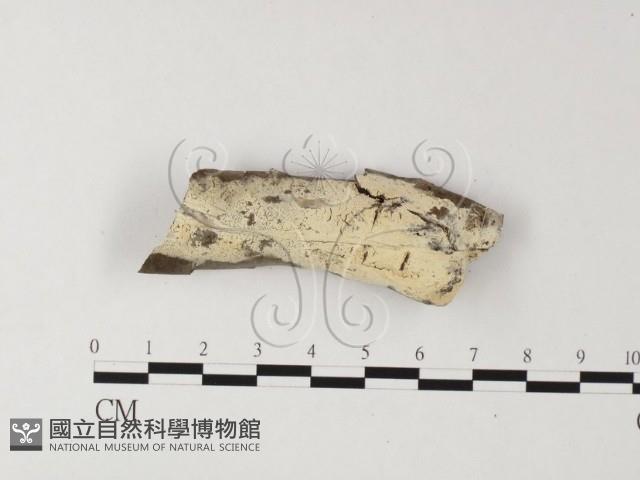 登錄號:F0015348藏品圖，第1張