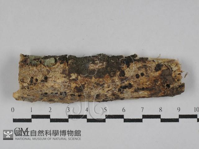 射脈菌屬藏品圖，第1張