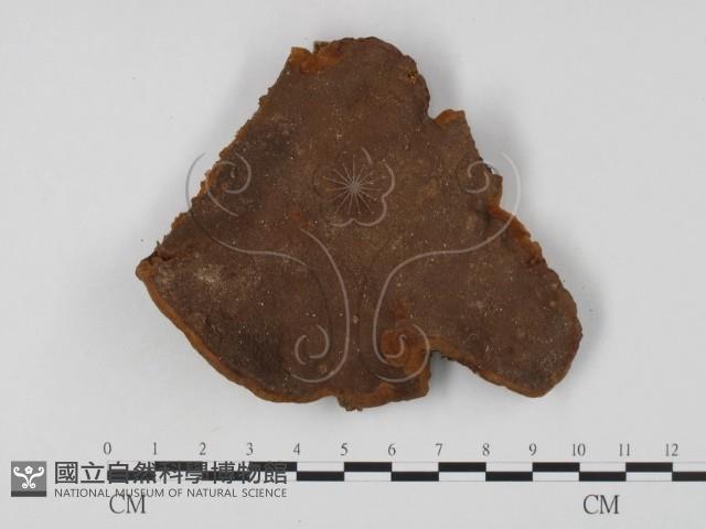 木層孔菌屬藏品圖，第1張