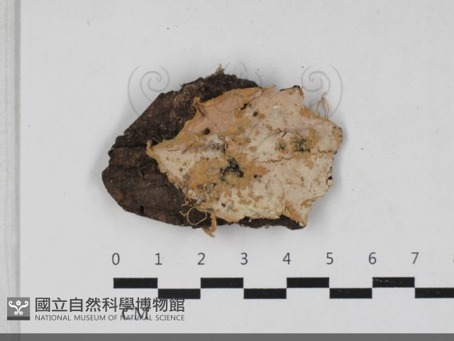 登錄號:F0033348藏品圖，第1張