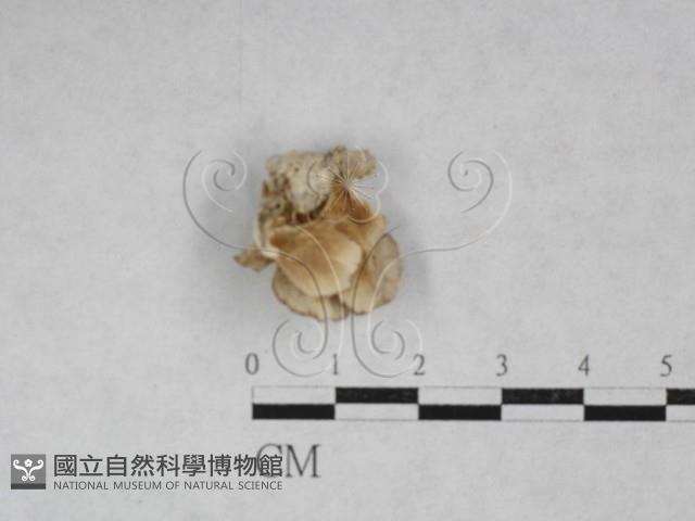 附毛菌屬藏品圖，第1張
