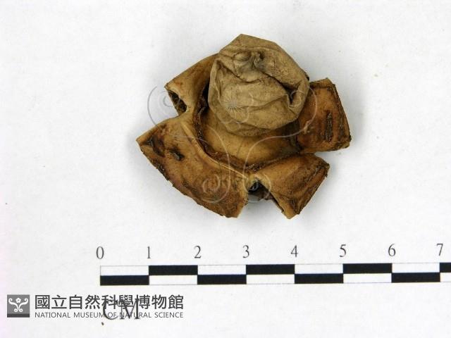 登錄號:F0020238藏品圖，第1張