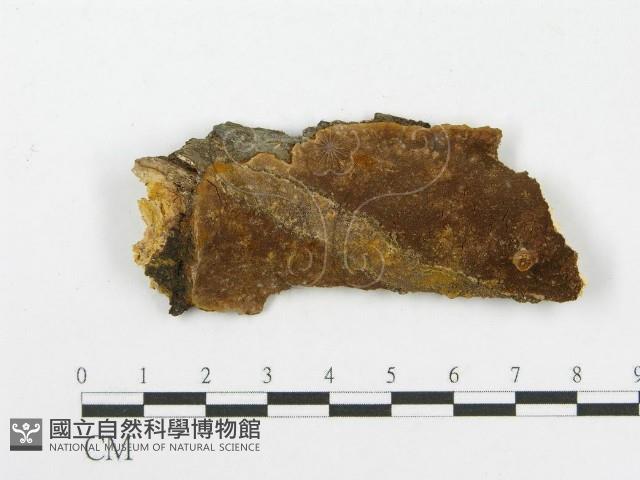 木層孔菌屬藏品圖，第1張