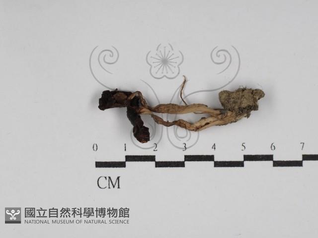 登錄號:F0030238藏品圖，第1張