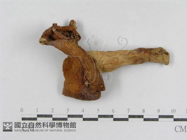 登錄號:F0011238藏品圖，第1張