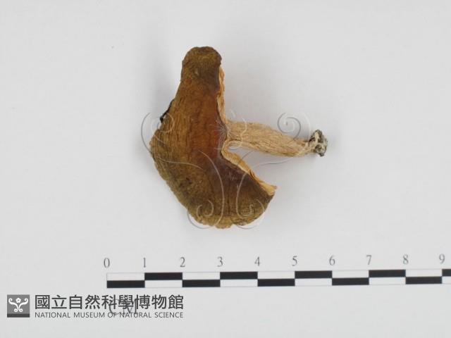 登錄號:F0024238藏品圖，第1張