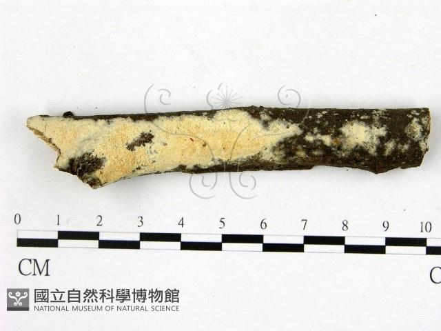 顯絲菌屬藏品圖，第1張