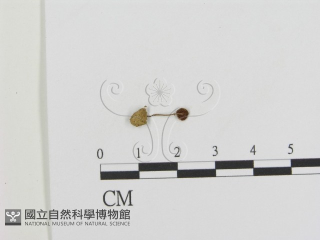 登錄號:F0014238藏品圖，第1張