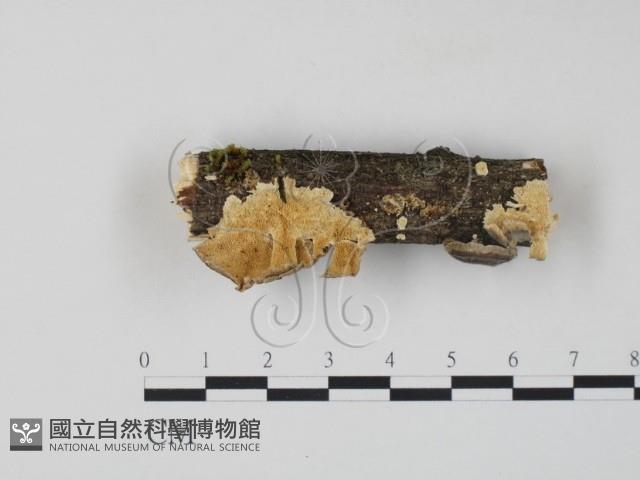 雲芝藏品圖，第1張