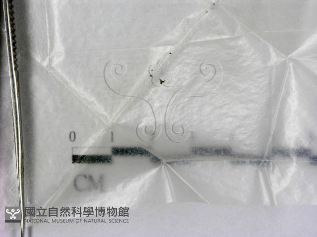 登錄號:F0002238藏品圖，第1張