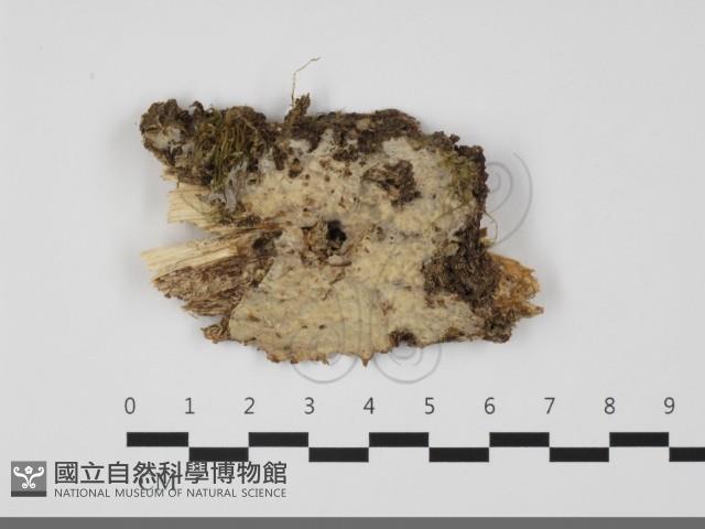 登錄號:F0032238藏品圖，第1張
