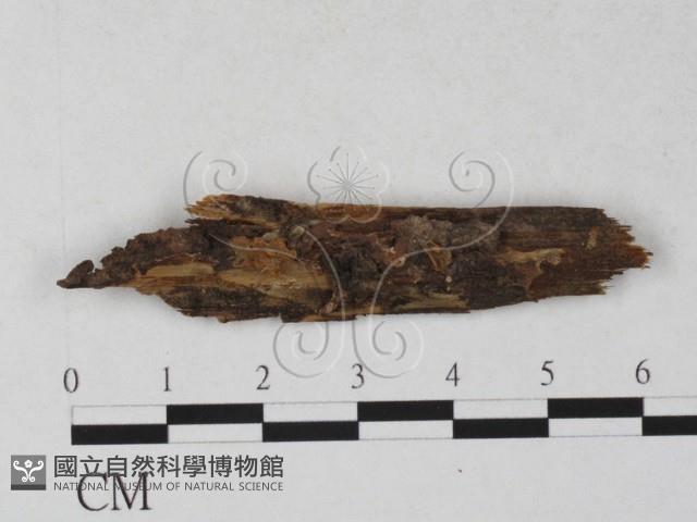 登錄號:F0027238藏品圖，第1張
