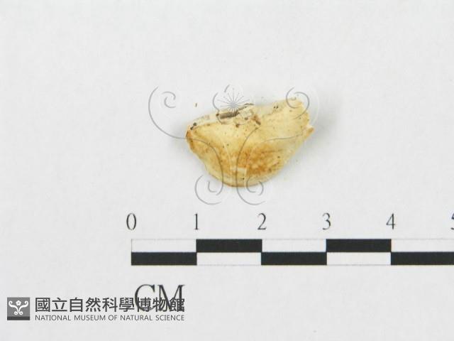 登錄號:F0007238藏品圖，第1張