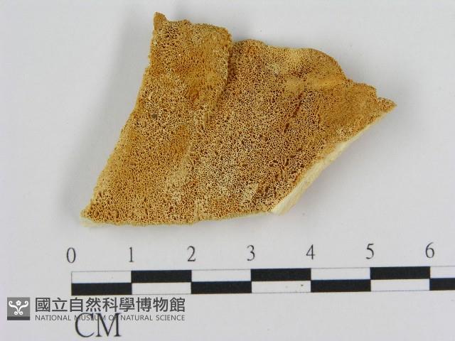 登錄號:F0017238藏品圖，第1張