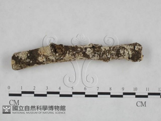 絲皮菌屬藏品圖，第1張