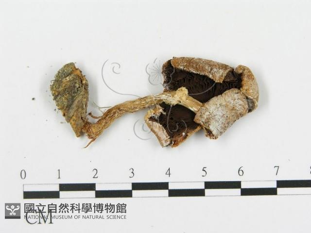 登錄號:F0005238藏品圖，第1張