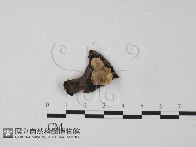 韌革菌屬藏品圖，第1張