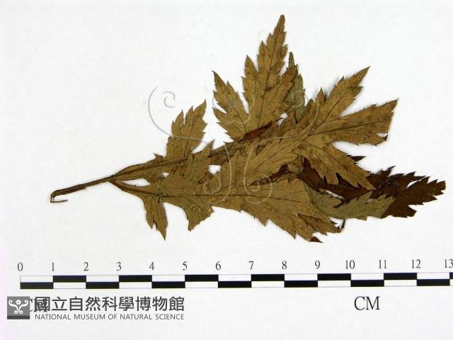 登錄號:F0019238藏品圖，第1張