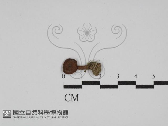登錄號:F0003238藏品圖，第1張