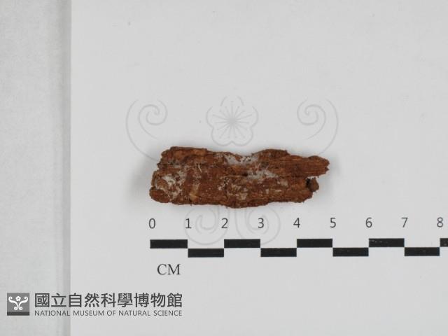 登錄號:F0033238藏品圖，第1張