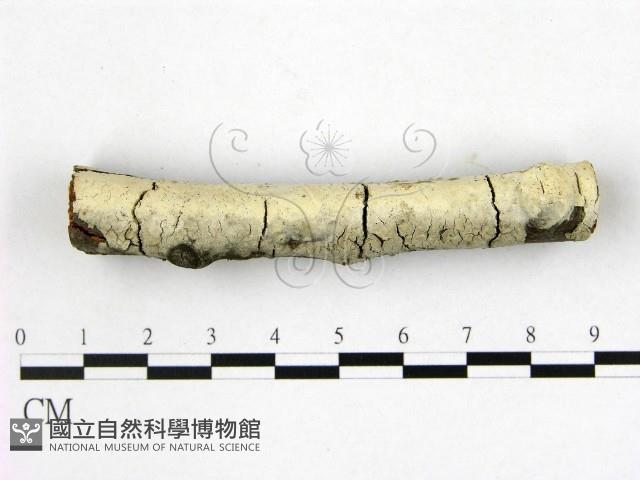 登錄號:F0020838藏品圖，第1張