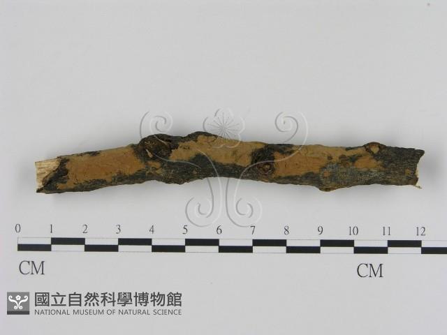 刺革菌屬藏品圖，第1張