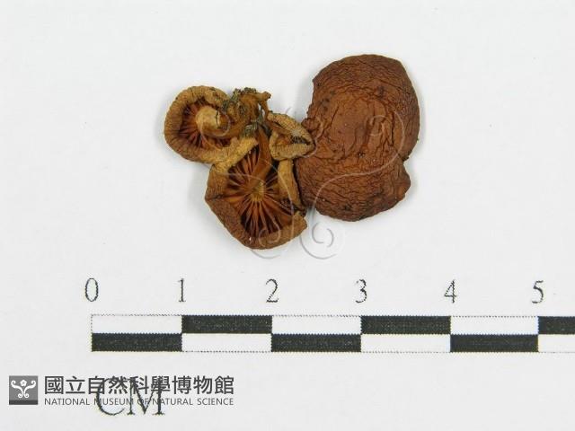 登錄號:F0010838藏品圖，第1張