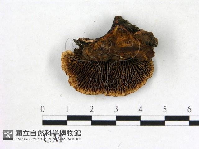 登錄號:F0006838藏品圖，第1張