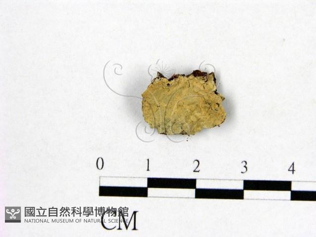 登錄號:F0016838藏品圖，第1張