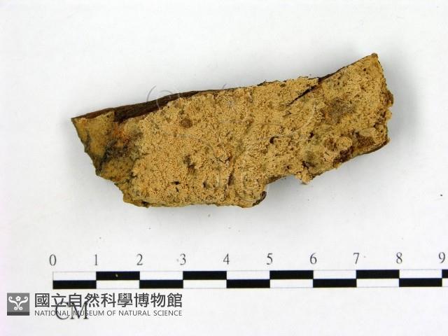 登錄號:F0021838藏品圖，第1張