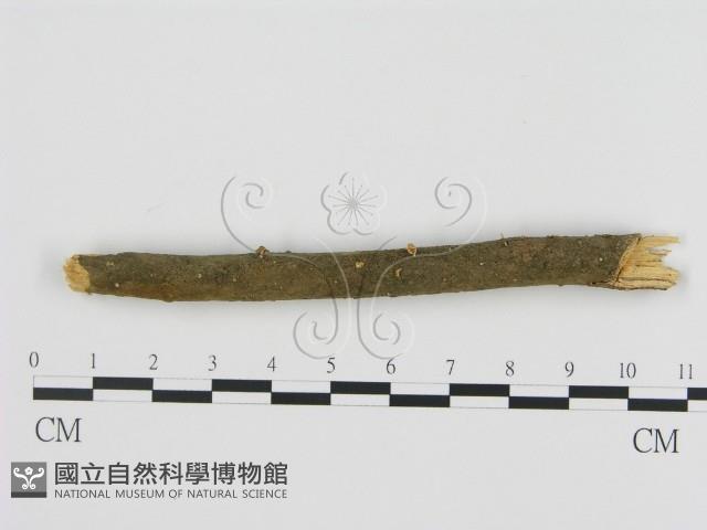 登錄號:F0001838藏品圖，第1張