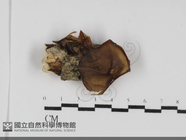 登錄號:F0031838藏品圖，第1張