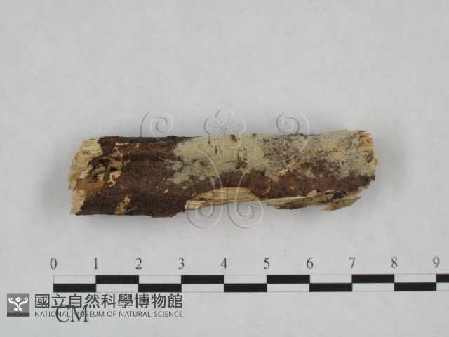 登錄號:F0024838藏品圖，第1張