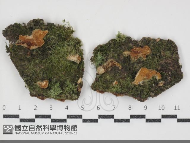 登錄號:F0034838藏品圖，第1張